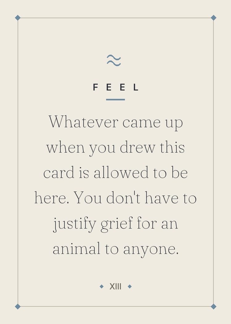 Whatever came up when you drew this card is allowed to be here. You don't have to justify grief for an animal to anyone.