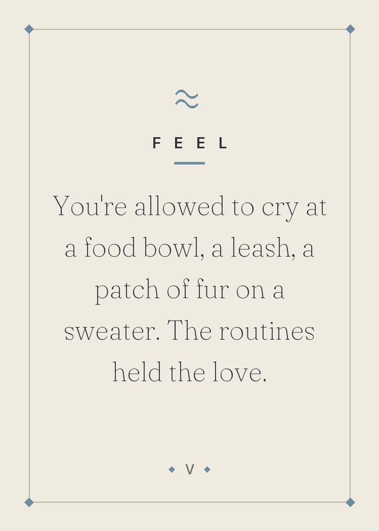 You're allowed to cry at a food bowl, a leash, a patch of fur on a sweater. The routines held the love.