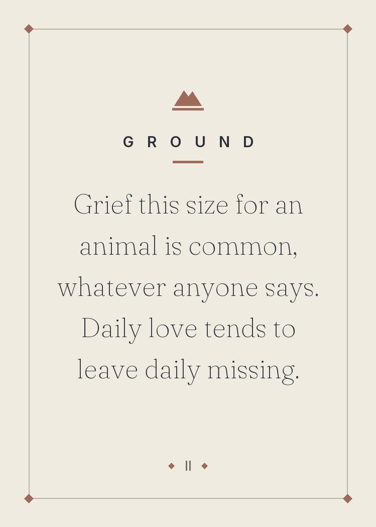 Grief this size for an animal is common, whatever anyone says. Daily love tends to leave daily missing.